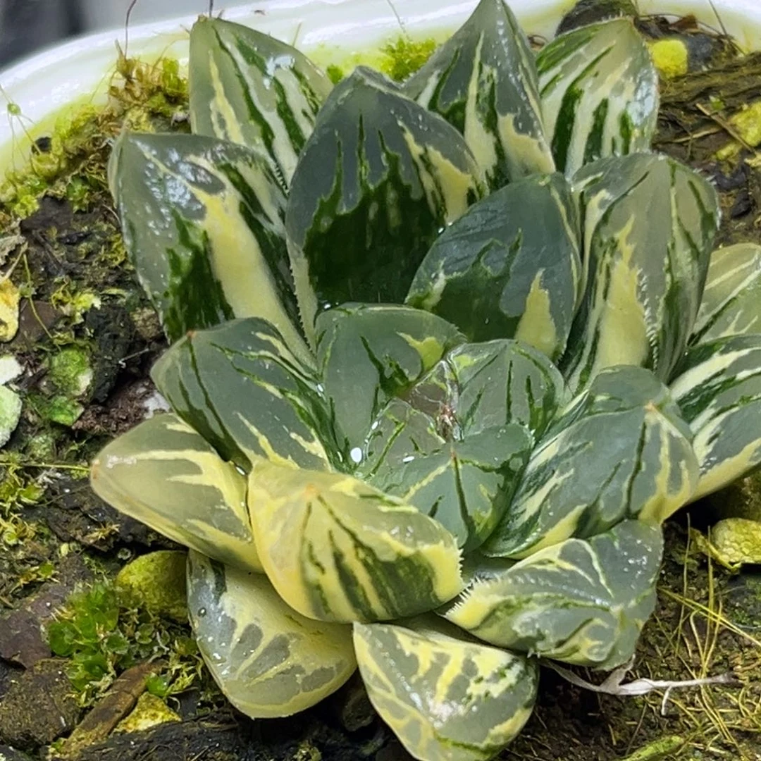 十二卷多肉植物1950花水晶