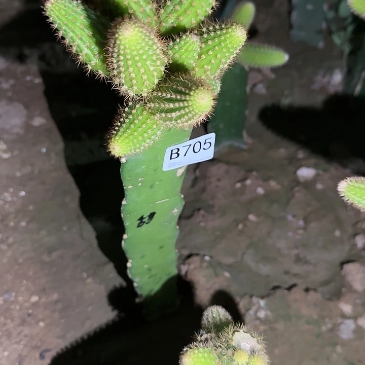 冰**洁嫁接金妞甜心705