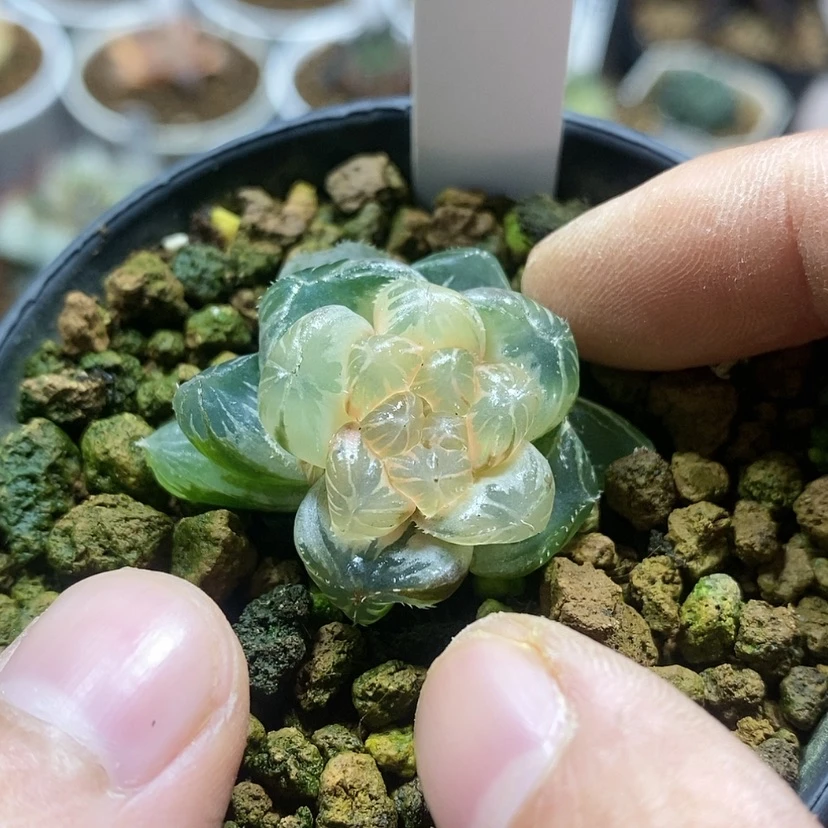 【闪购商品】张*255龙爪