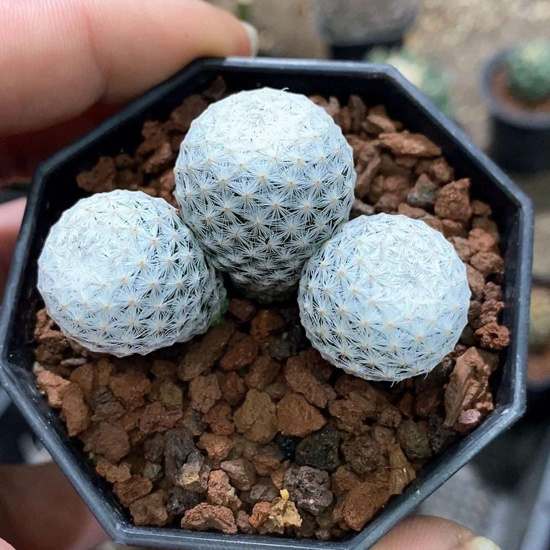 孤品实生优选日系三头白鸟福利5.2cm