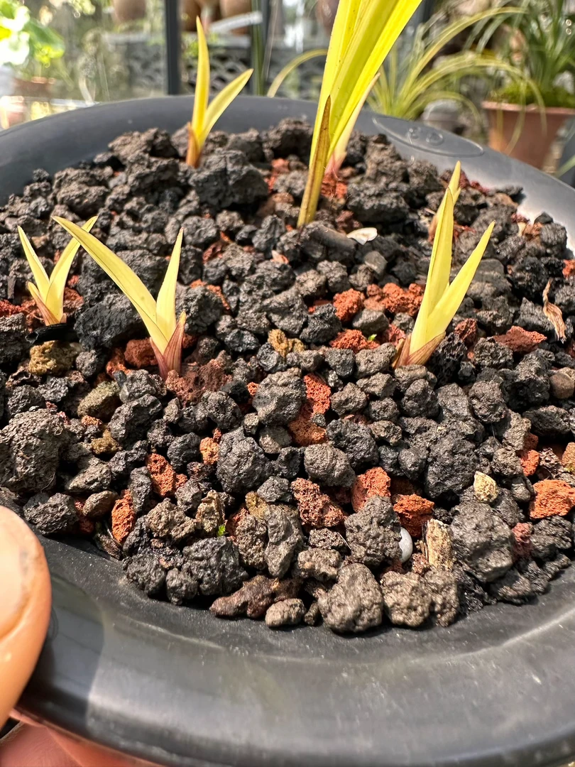 晤龙蛋专用兰菌土兰花植料小叶簕竹养花营养土颗粒土兰花专用土