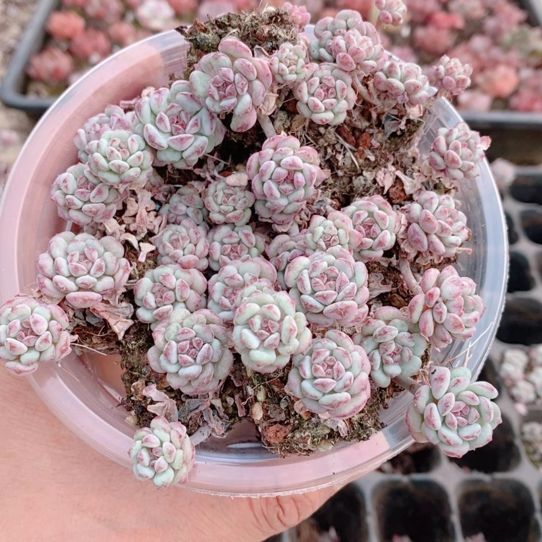 多肉植物精品切糕B369