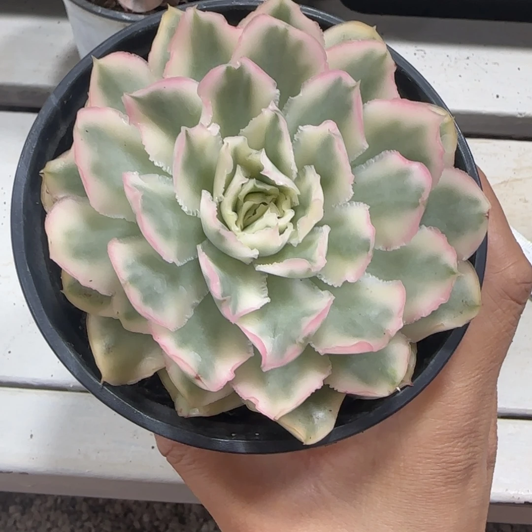 紫蝴蝶结10公分单头