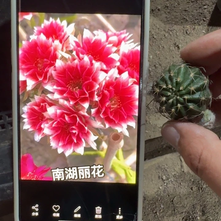 272丽花水花歪3公分左右无根侧牙，20包邮
