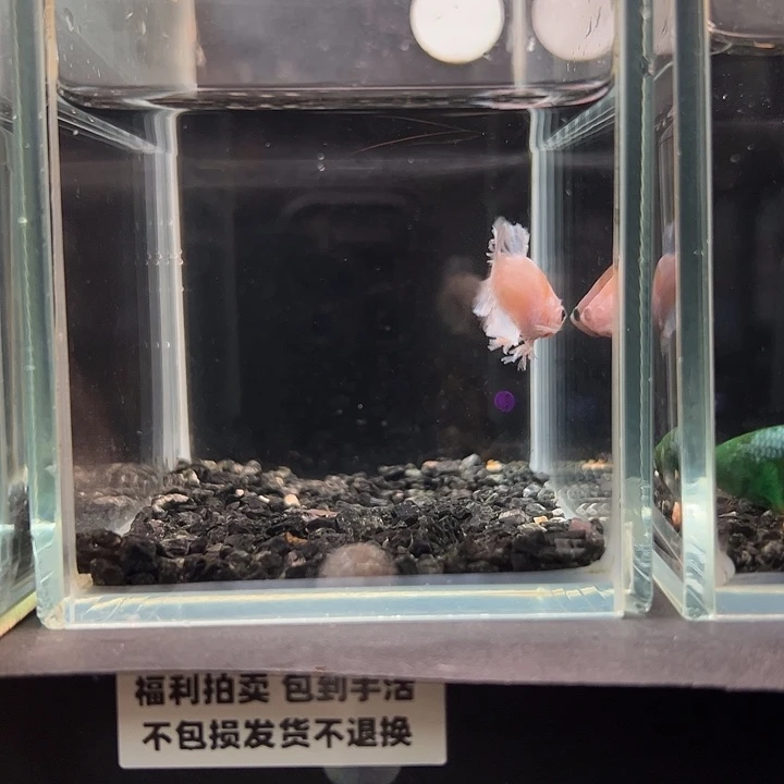 斗鱼竞拍跑单拉黑25日37@