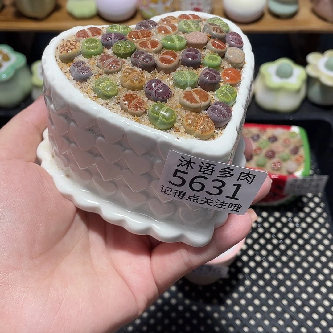 茶***后带盆土植物 一物一拍5631