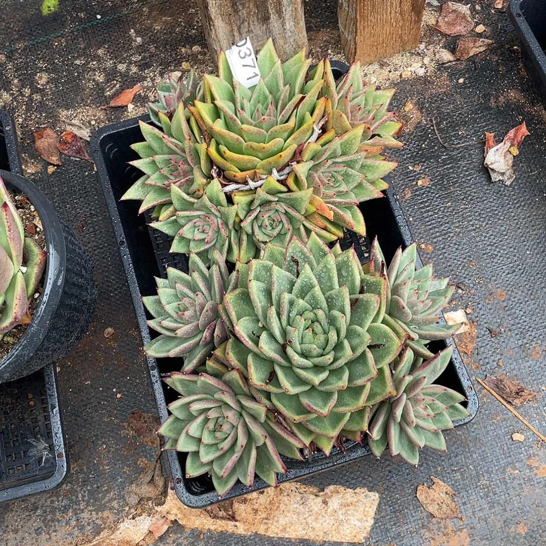 若如东云组拍D371