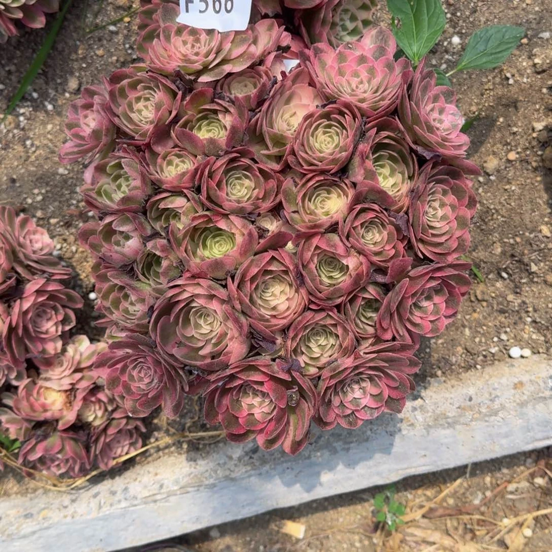 566红荔枝多肉植物