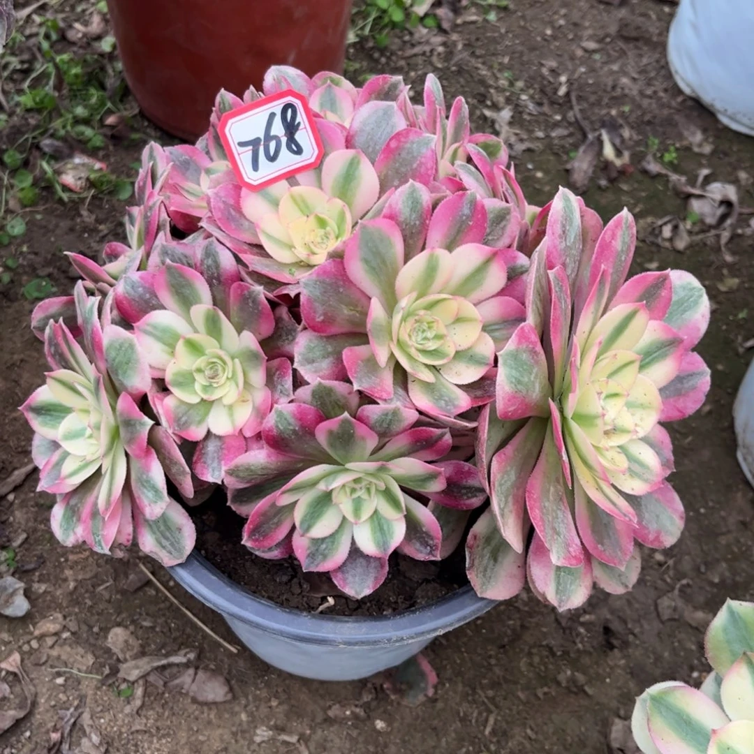 768多肉植物倾城法师