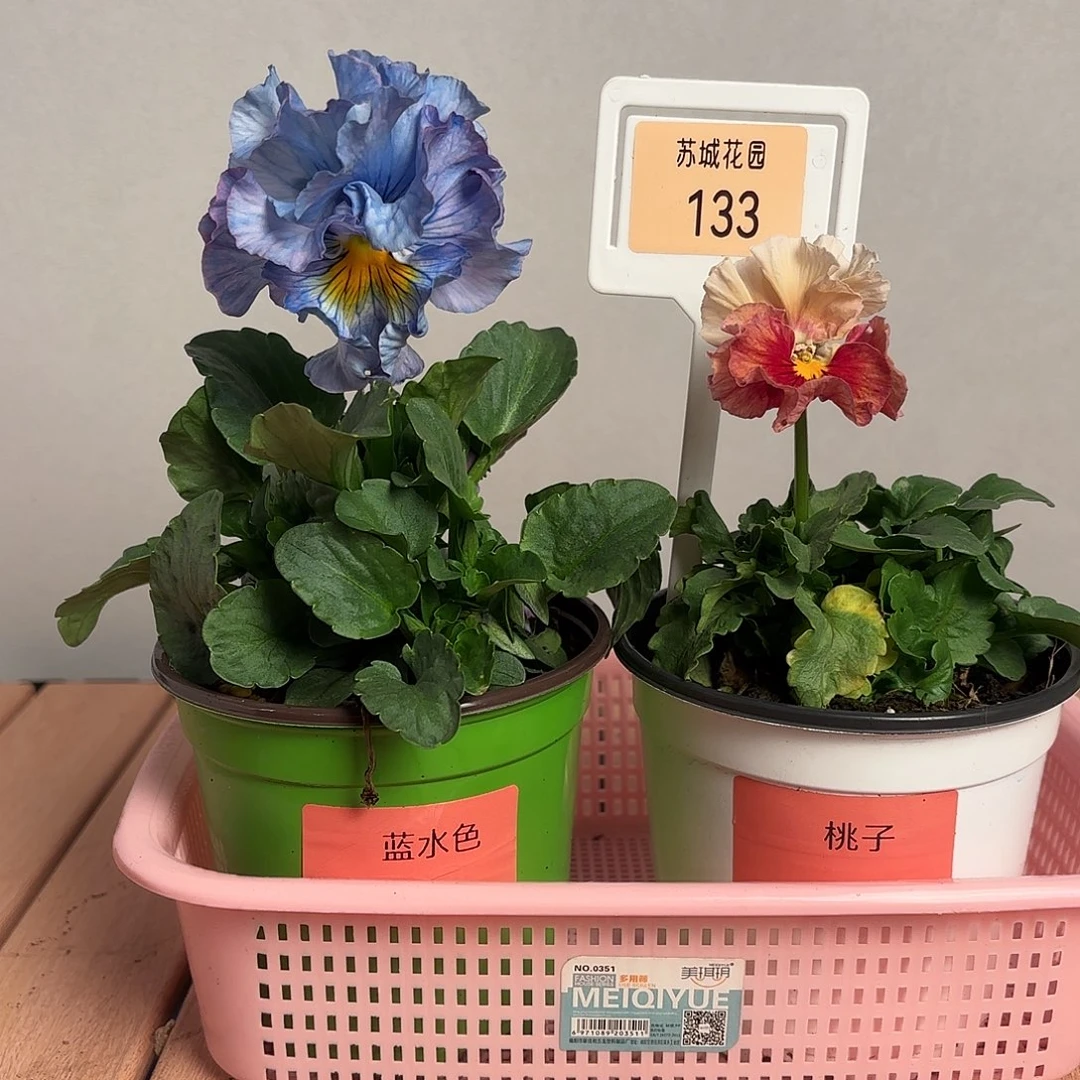大部分开放少量花苞133