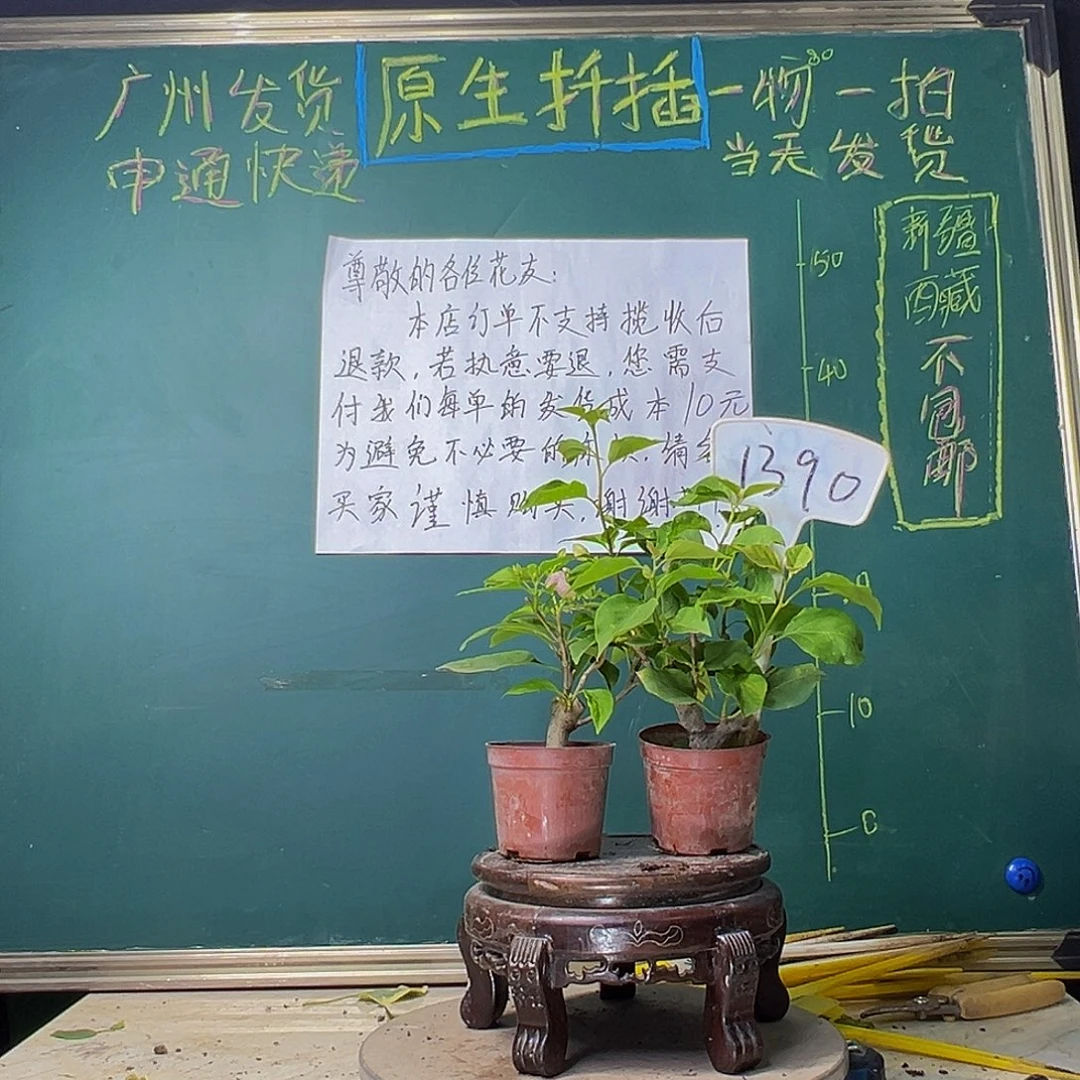 当前无花栽培后可以开花广红樱掌中宝 盲盒掌中宝1390