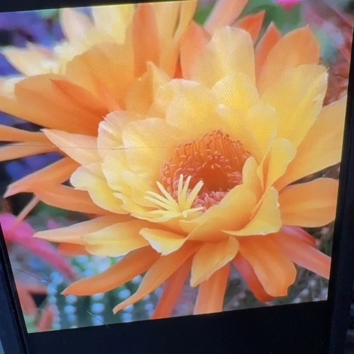 25金妞皇冠歪5公分左右无根侧牙，20包邮