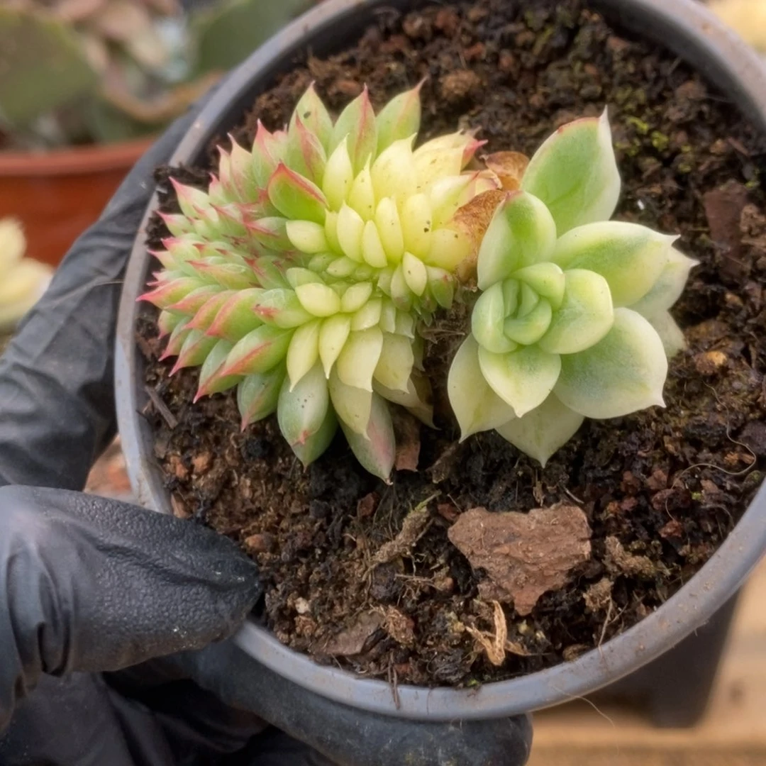 135东云杂锦锦锦啊锦锦