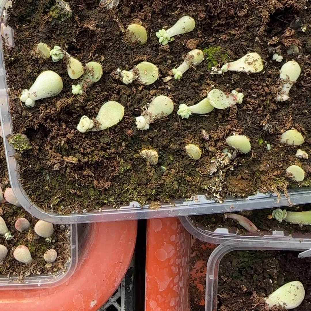 现金芝麻穴一个满25包邮