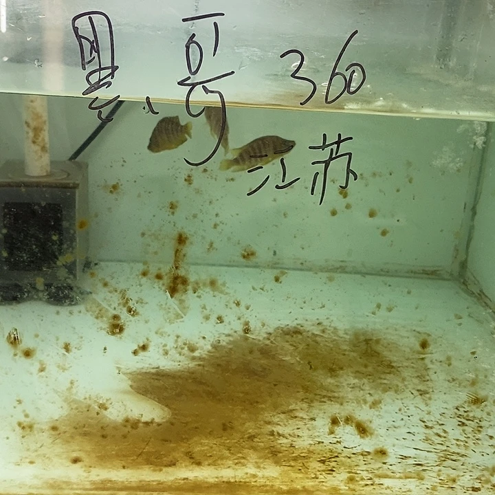 海水鱼柠檬虎，柠檬虎