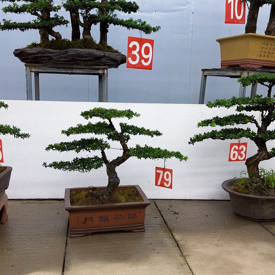 完全开放盆景直播间