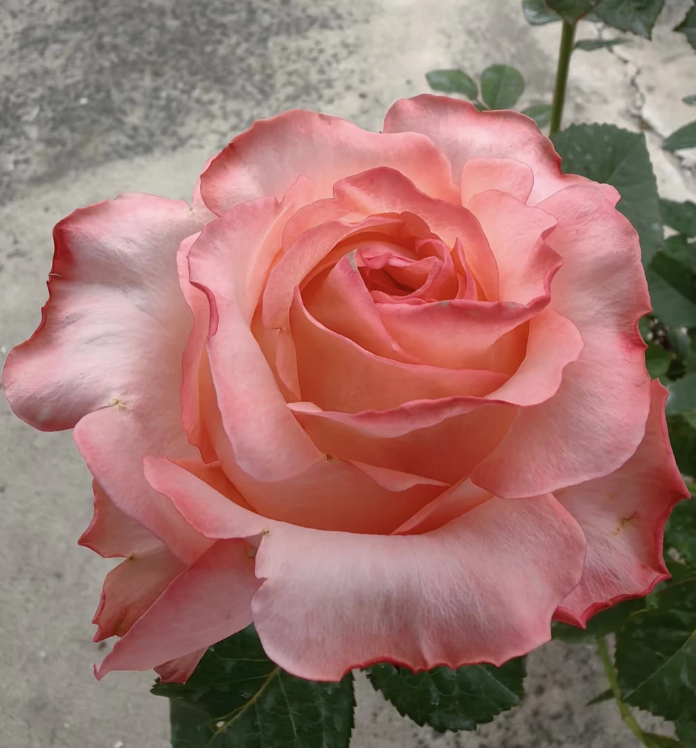 熙妈园艺 直播间一物一拍 精品切花月季