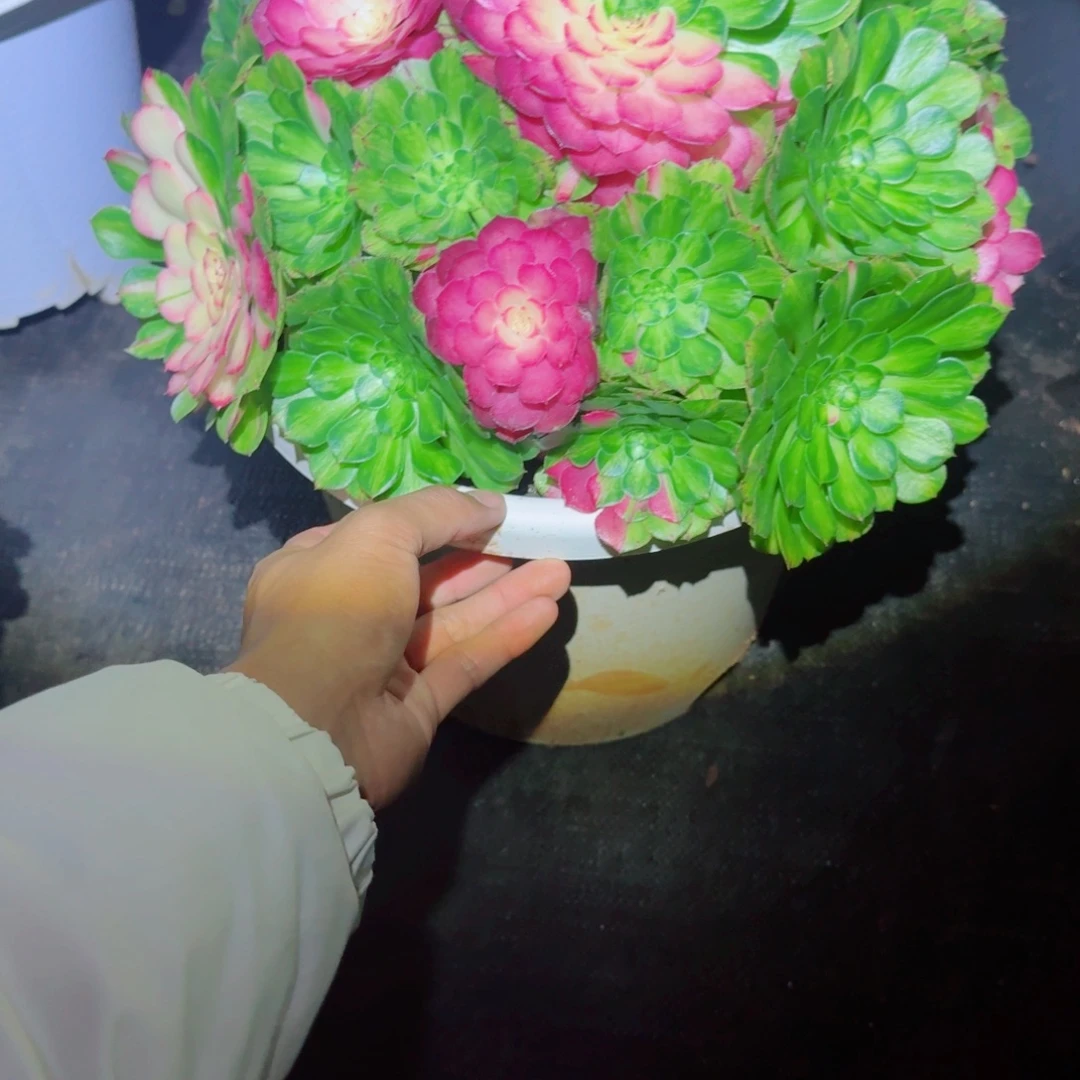 静***海无花朵vvvvvcccccccccff