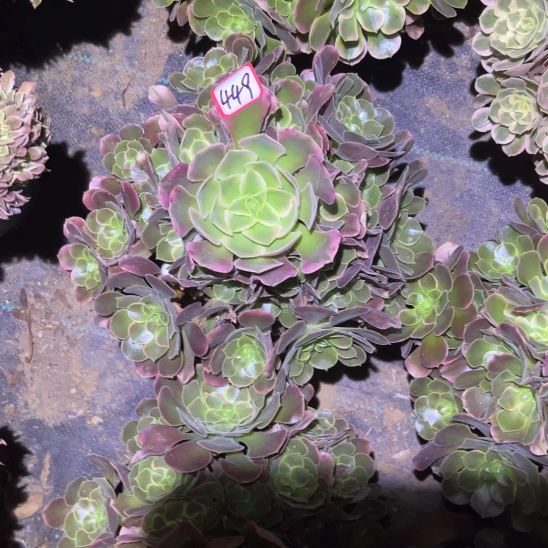 449多肉植物香妃法师