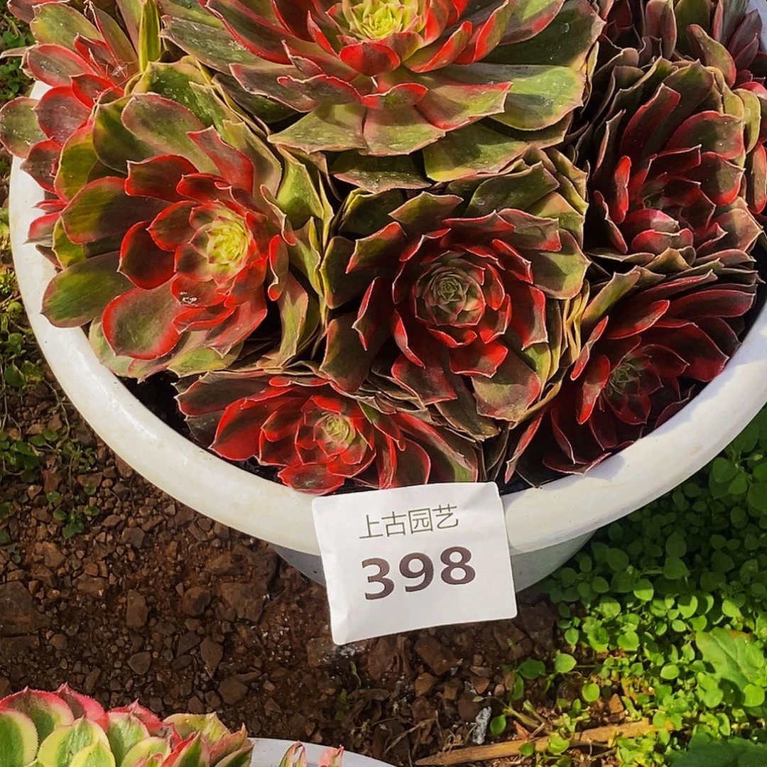 随****上古园艺多肉法师398