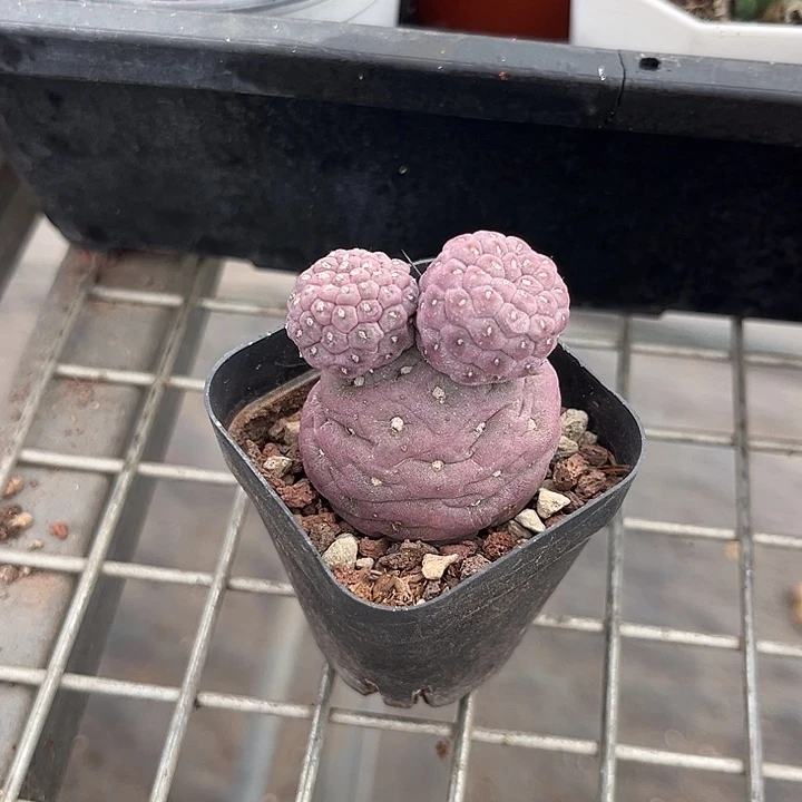 我也不知道我为什么要这样