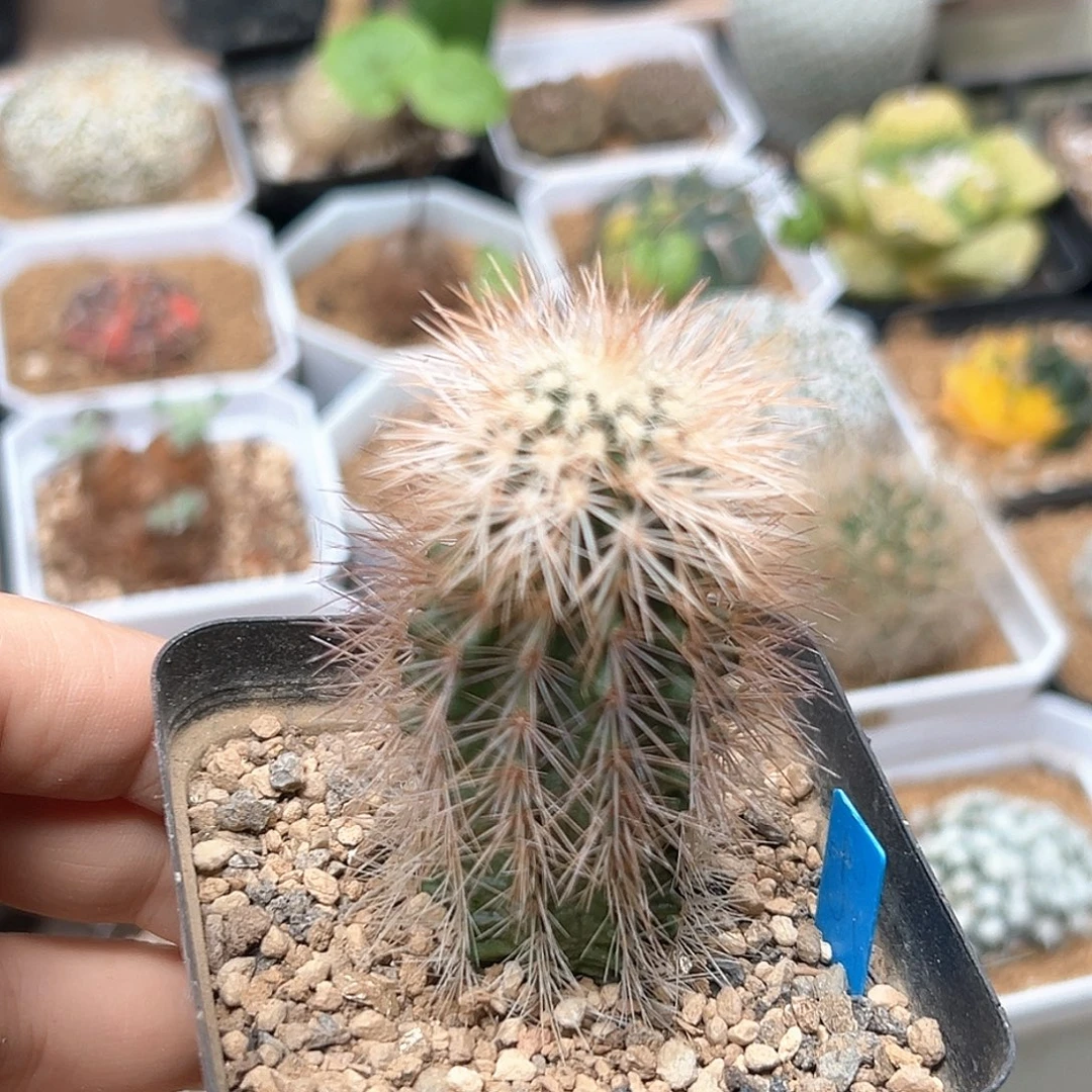 无花朵萌萌刺虾实生球一颗