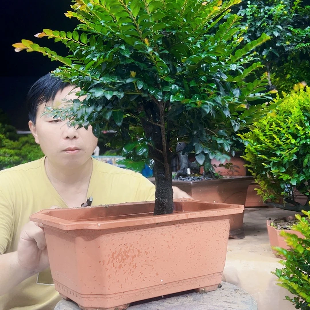 无花朵期*12345678