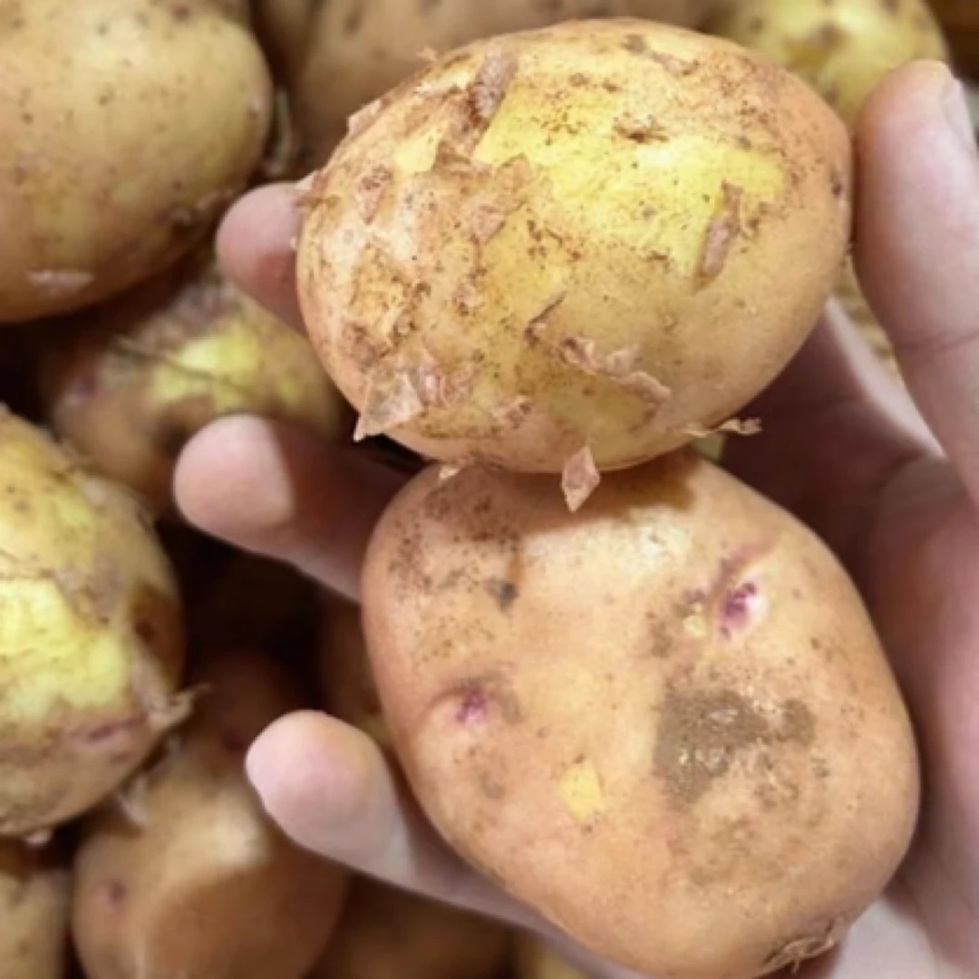 云南楚雄高原沙皮土豆