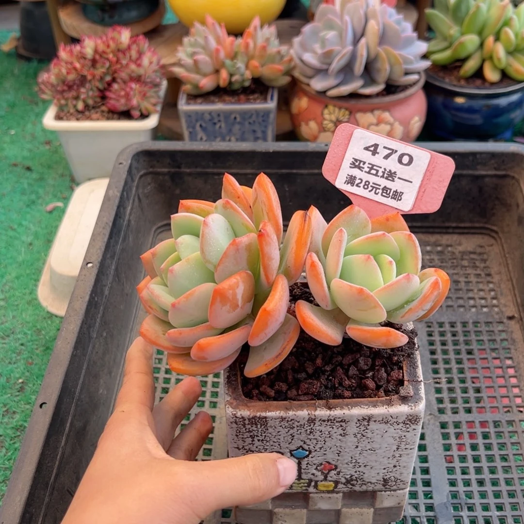 表妹精品多肉植物470.