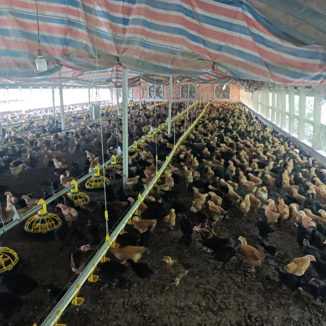 宠物鸡顺丰包邮到家（《半斤》土鸡麻鸡草鸡柴鸡三黄红瑶九斤红）
