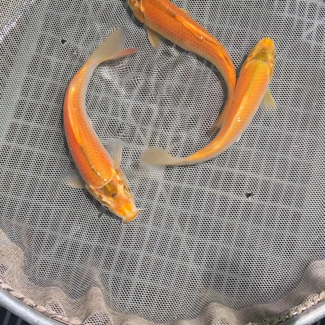 锦鲤锦鲤观赏鱼1111