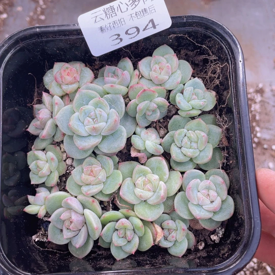 云糖心多肉植物394