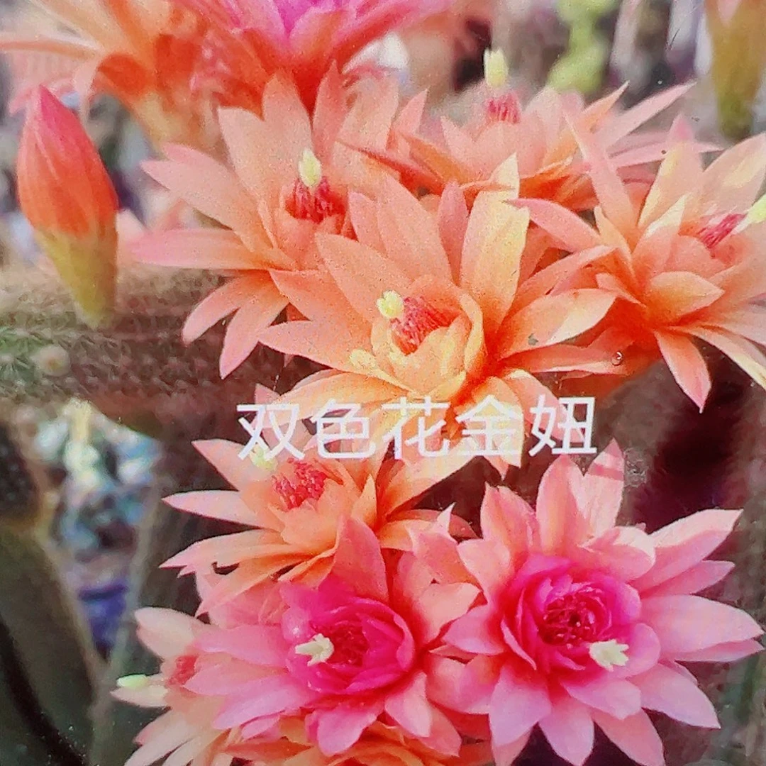 金妞 双色 侧芽 满20包邮