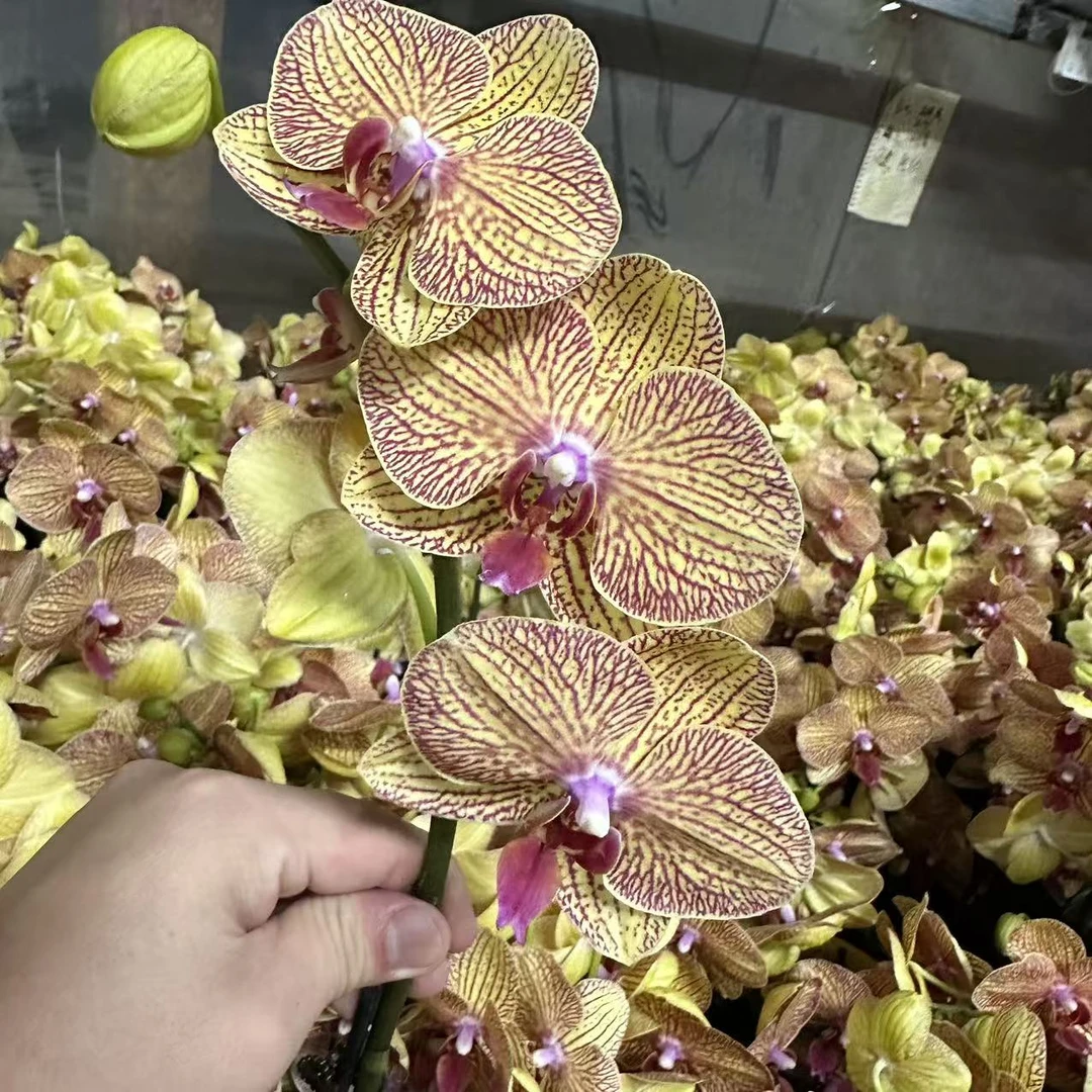 蝴蝶兰【黄金甲】 蜡质中花欧品 室内花花 广州直发