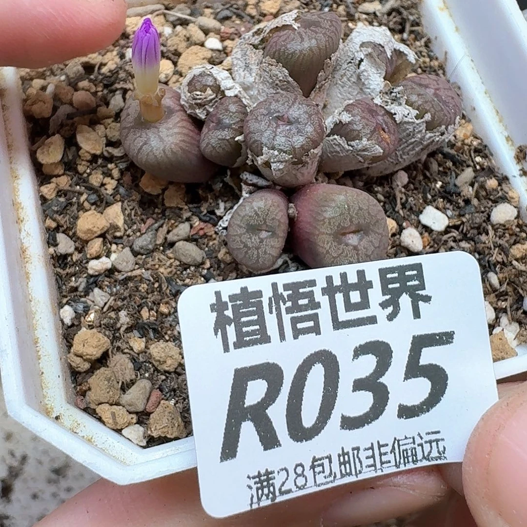 多肉植物的润泽区