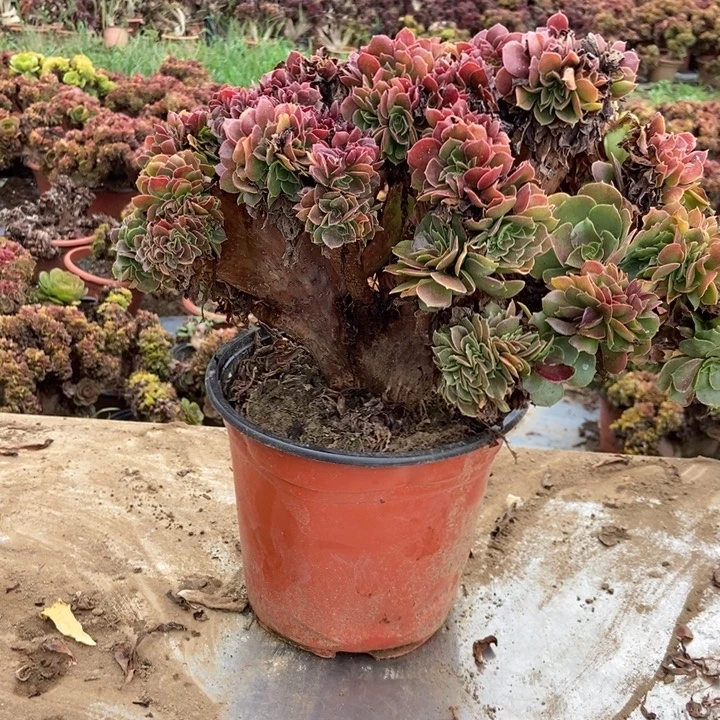 芳****H036玫瑰玫瑰玫瑰