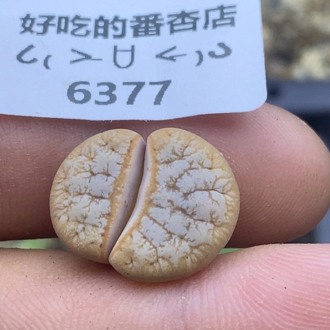 6377。18包邮.当天凑哦。新疆西藏88包邮