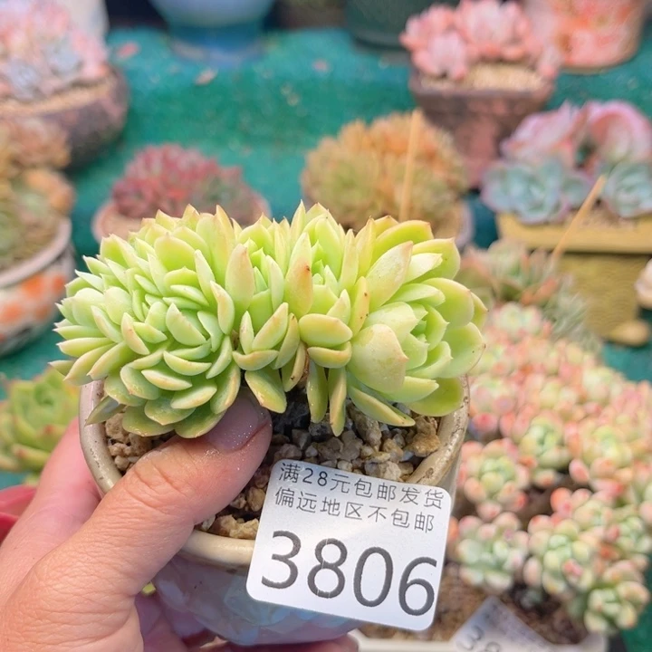 大3806；hxvxhxhvbbb