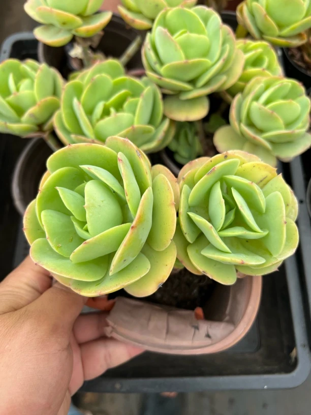 【碧桃 满足九块九包邮】阳台办公室庭院老桩盆栽多肉植物