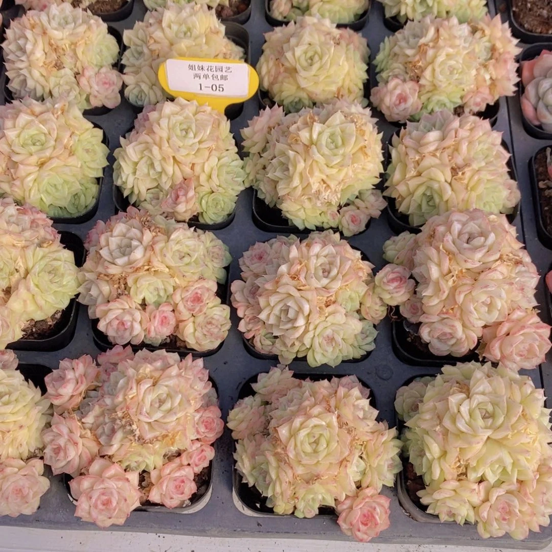 1-05-M精品白天鹅麦秆群两颗