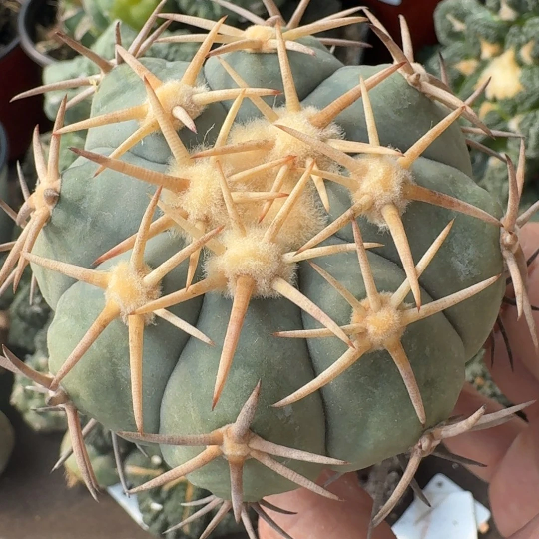 【闪购商品】苗接白刺翠屏447