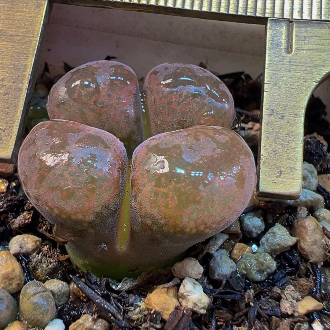 红宝石风铃多肉植物