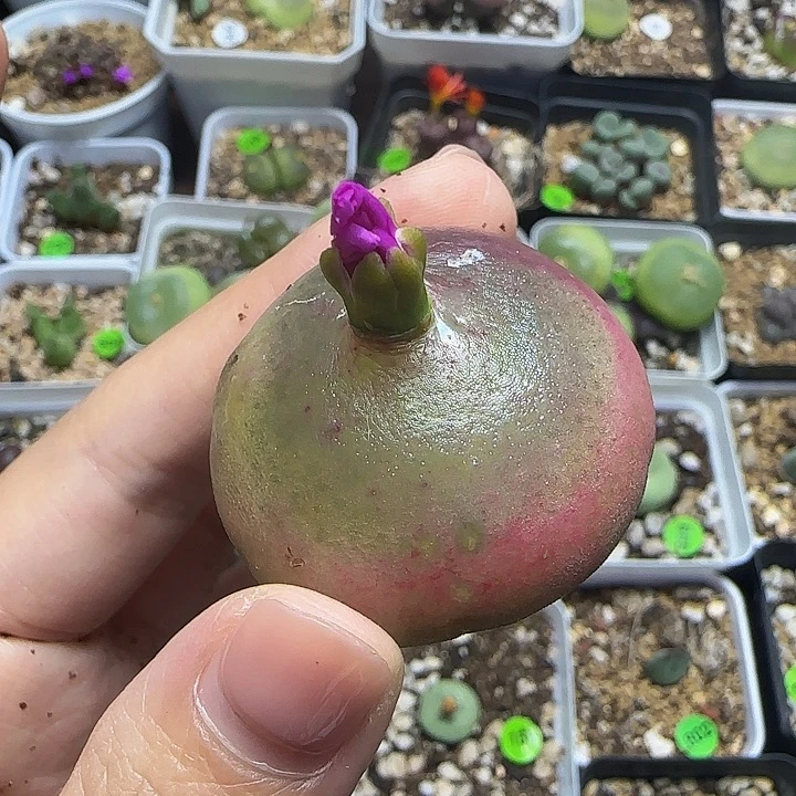 灯泡3.8cm（303多肉植物