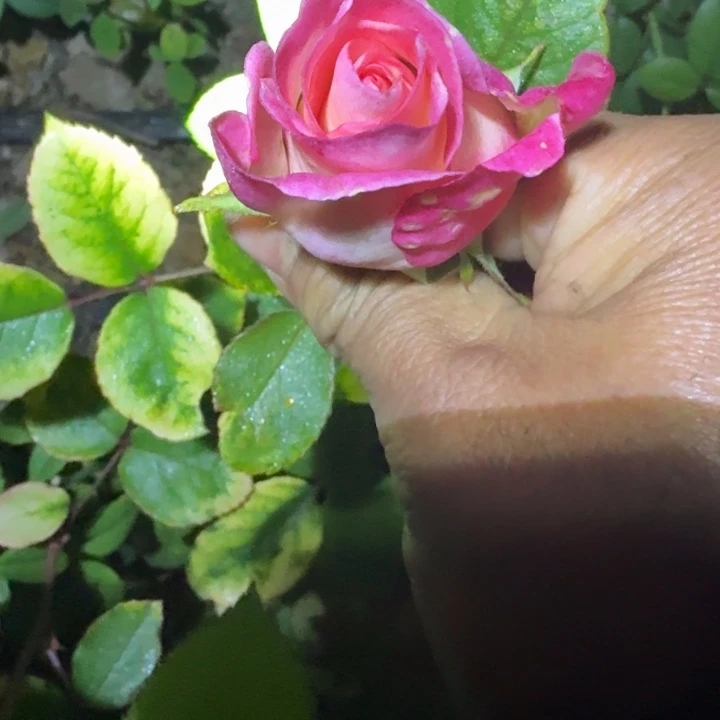 无花朵帕米拉裸根苗