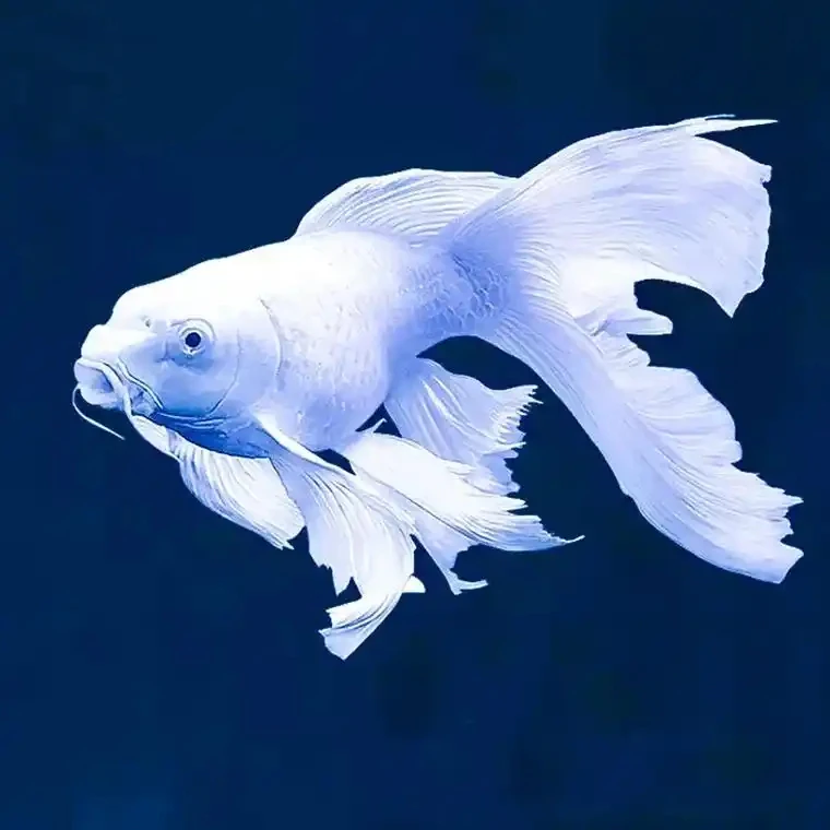 精品石膏白蝴蝶鲤鱼