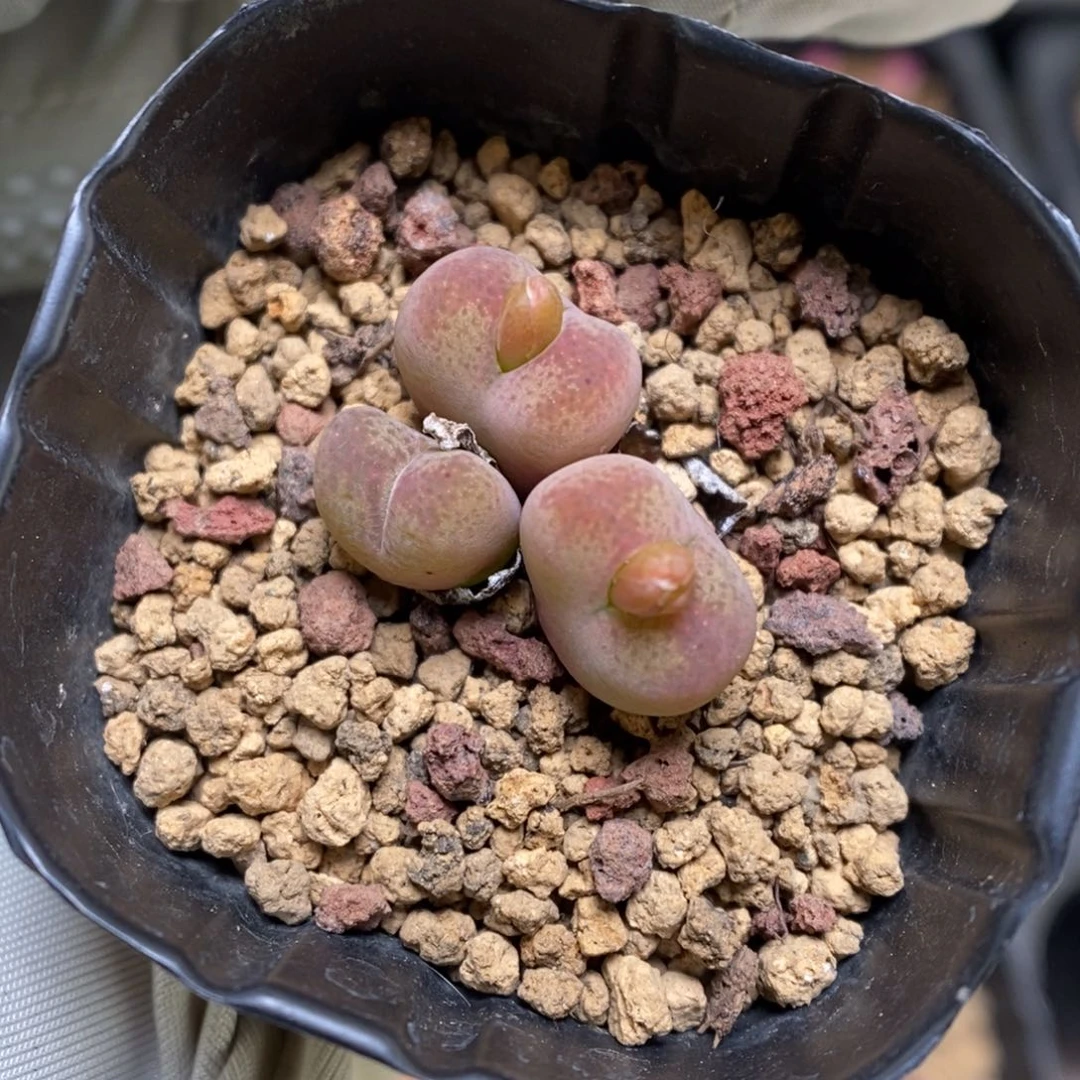 多肉植物肉锥杂交K-3629