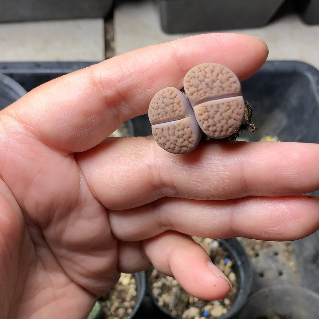 T175多肉植物保护