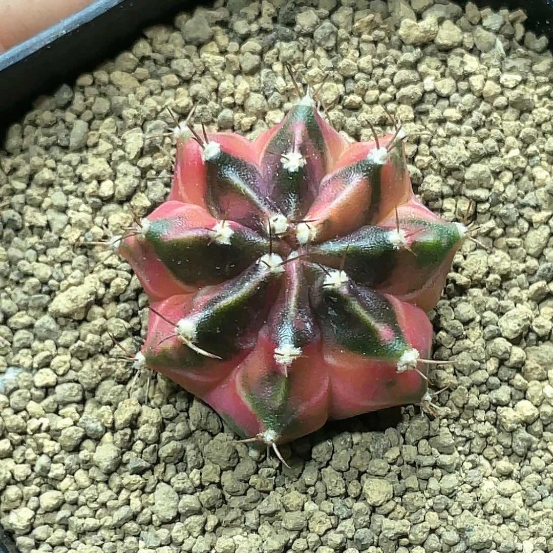 泰系，侧芽自根臀锦米哈