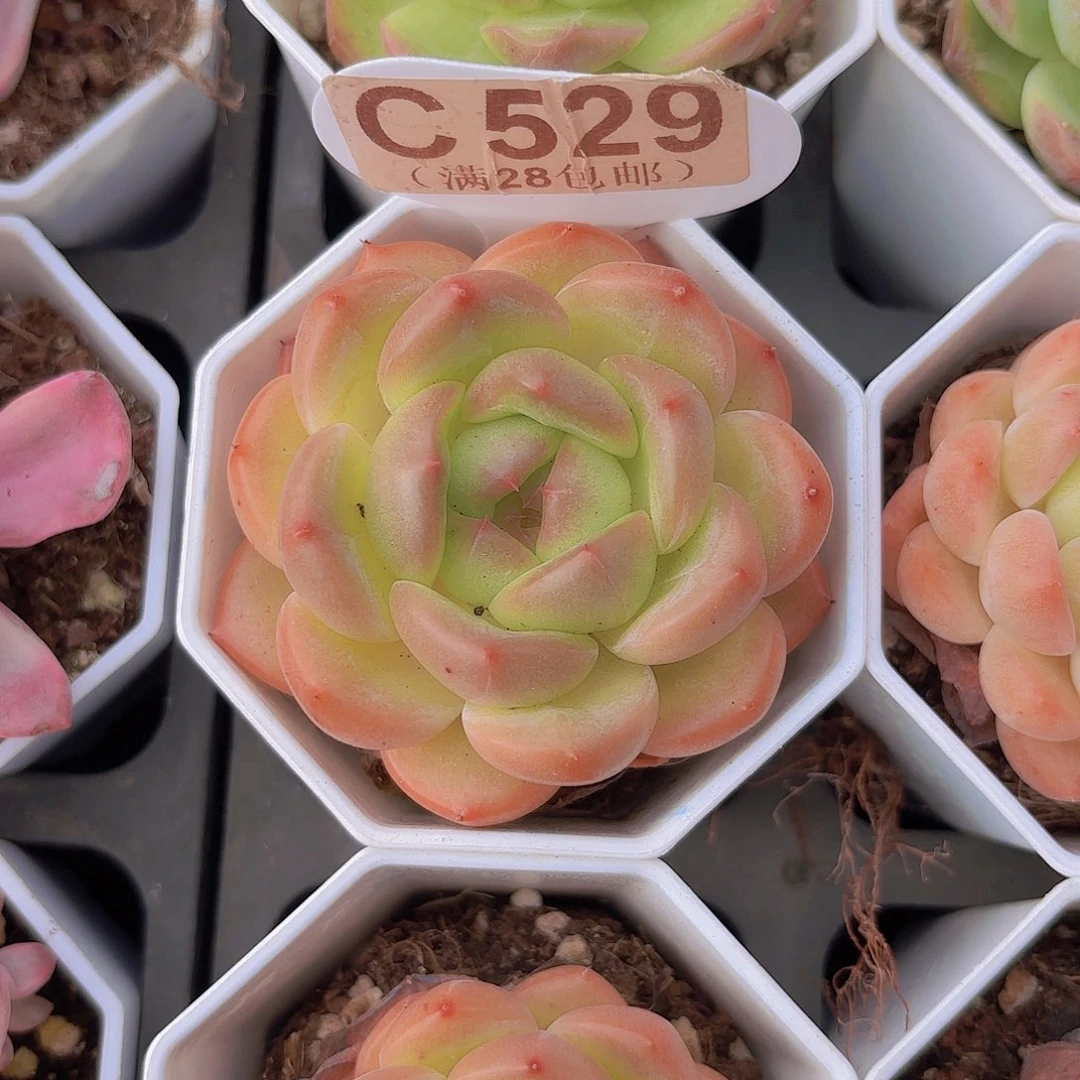 C529早安一物一拍