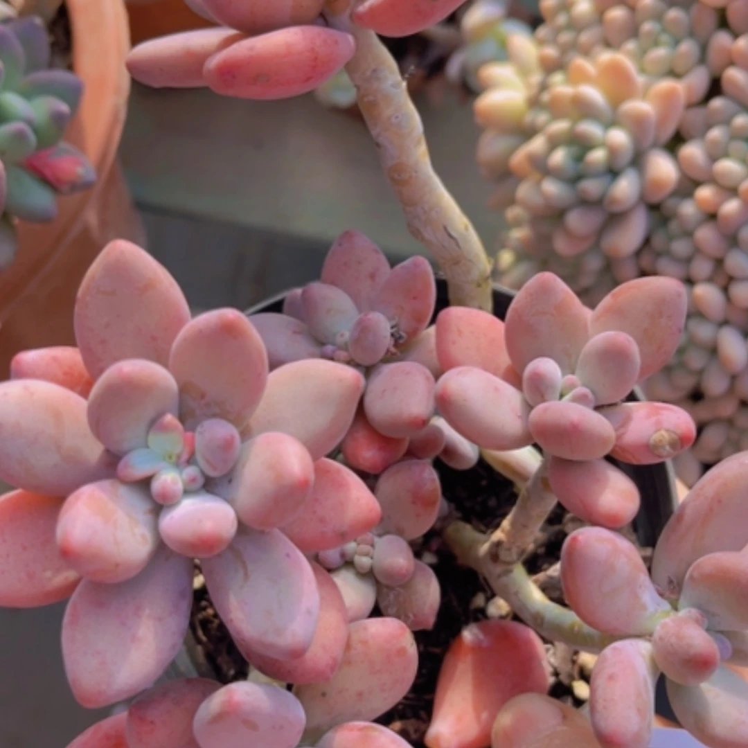 【闪购商品】苹果奶1235